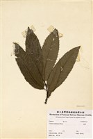 藏品(板栗)的圖片